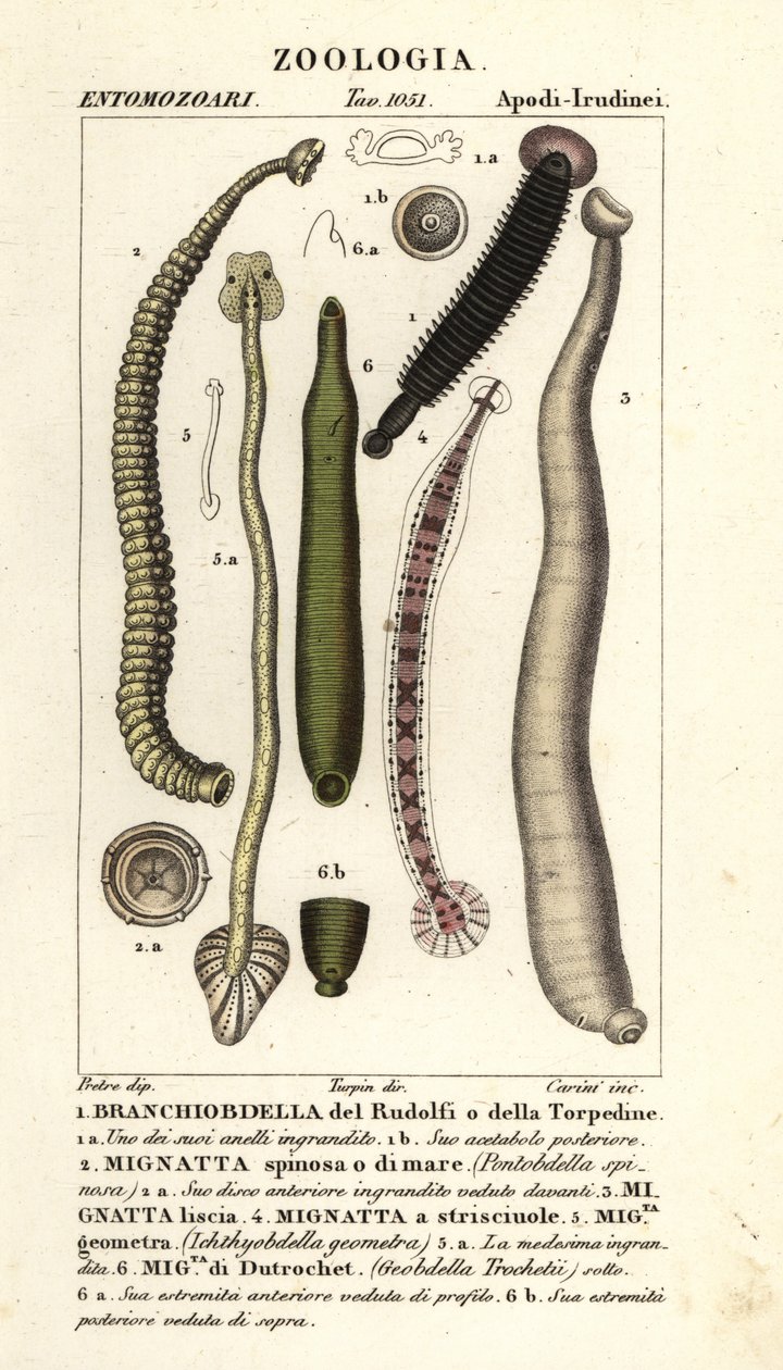 Balık sülüğü ve tatlı su sülükleri: Branchiobdellida 1, Pontobdella spinosa 2, Whitmania laevis 3, Hirudo vittata 4, Piscicola geometra 5, Ichthyobdella geometra 5, Geobdella trochetii 6 by Carini Carini