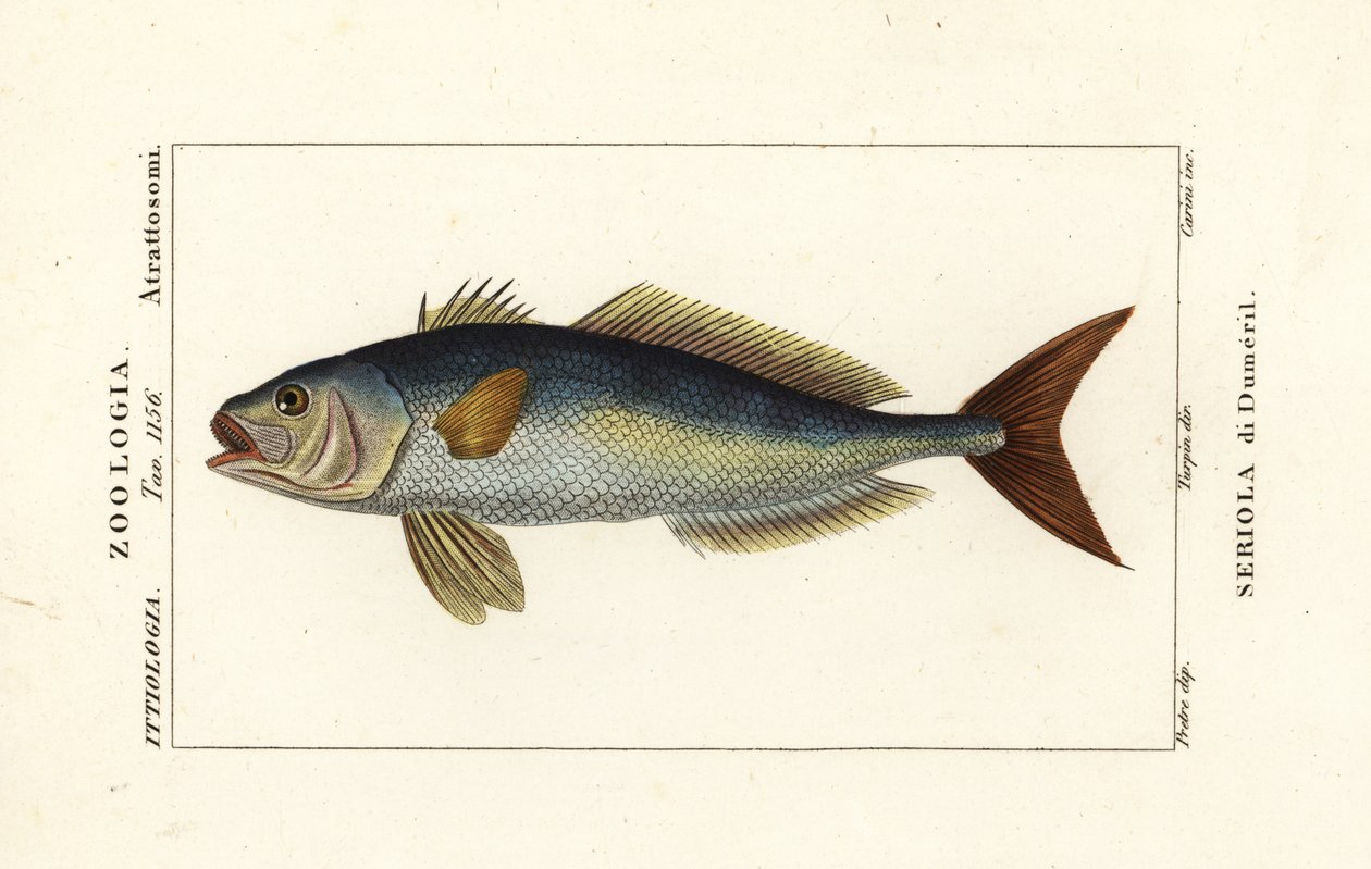 Büyük Amberjack, Seri Dummili, Serial de Dumeril by Carini Carini