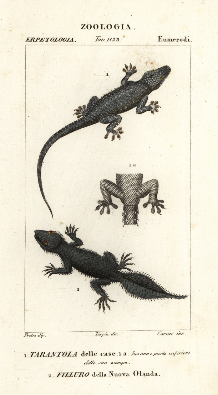 Ev geko, Hemidactylus frenatus 1 ve geniş kuyruklu geko, Phyllurus platurus 2 by Carini Carini