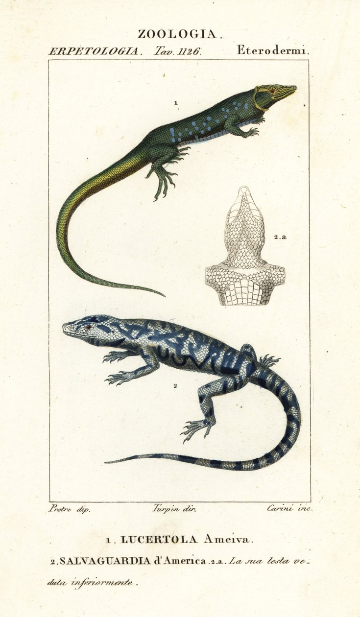Orman koşucusu, Ameiva ameiva, Lucertola ameiva 1 ve altın tegu, Tupinambis teguixin, Amerika