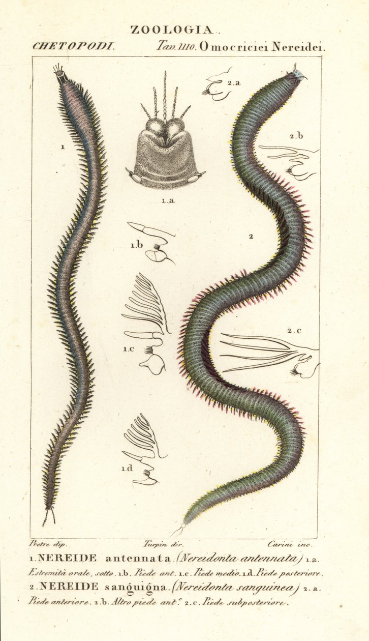 Leodice antenta, Nereidonta antenta 1 ve Eunice sanguinea, Nereidonta sanguinea 2 by Carini Carini