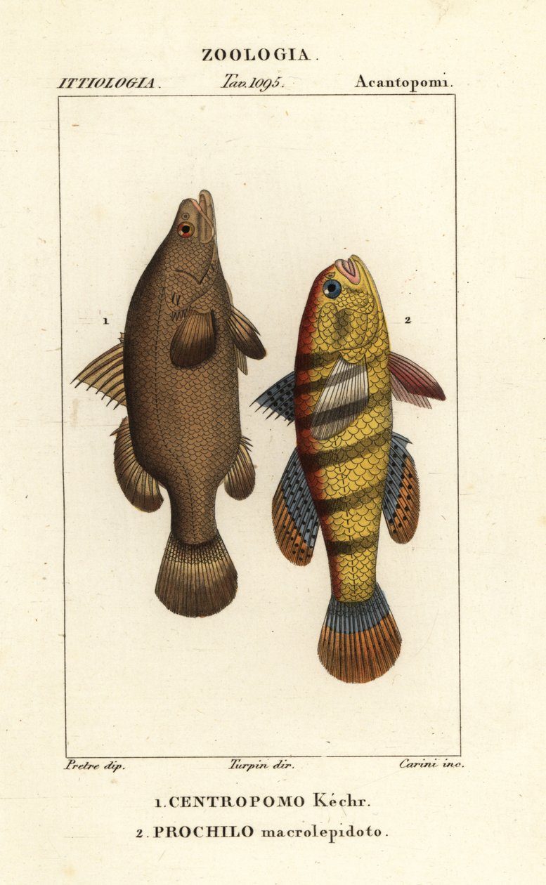 Nil levrek, Lates niloticus ve uyuyan balık veya gudgeon, Ophiocara macrolepidota by Carini Carini