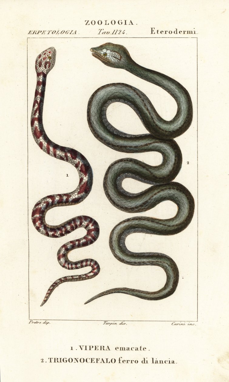 Halka boyunlu tüküren kobra, Hemachatus haemachatus 1 ve Martinique mızrak başı, Bothrops lanceolatus 2 by Carini Carini