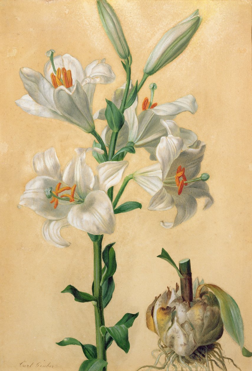 Beyaz Zambak (Amaryllis Candidum) (guaş) by Carl Franz Gruber
