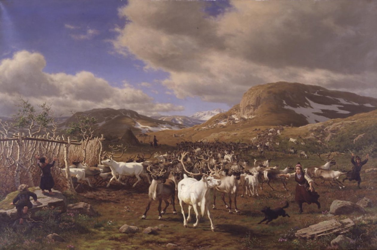 Bir ren geyiği sürüsü sağım salonuna götürülür. Røros
