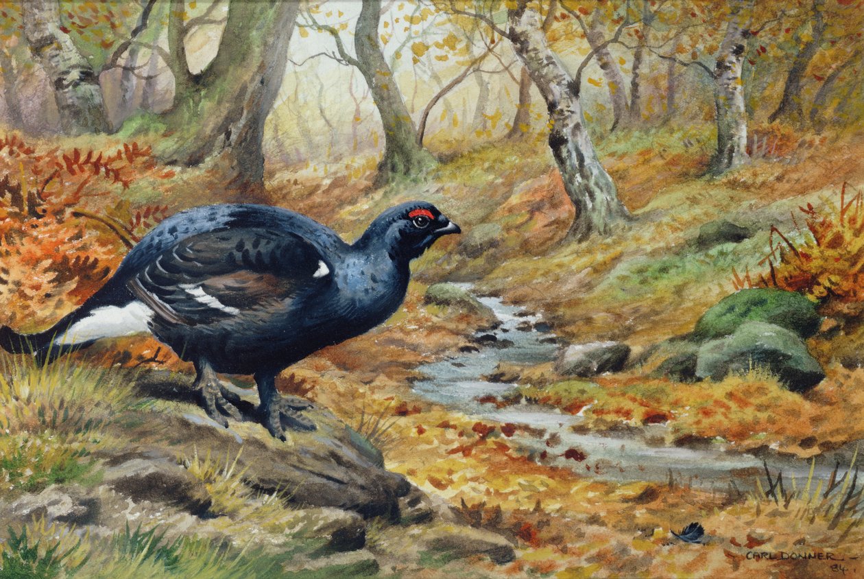 Siyah Horoz Orman Tavuğu (wc) by Carl Donner