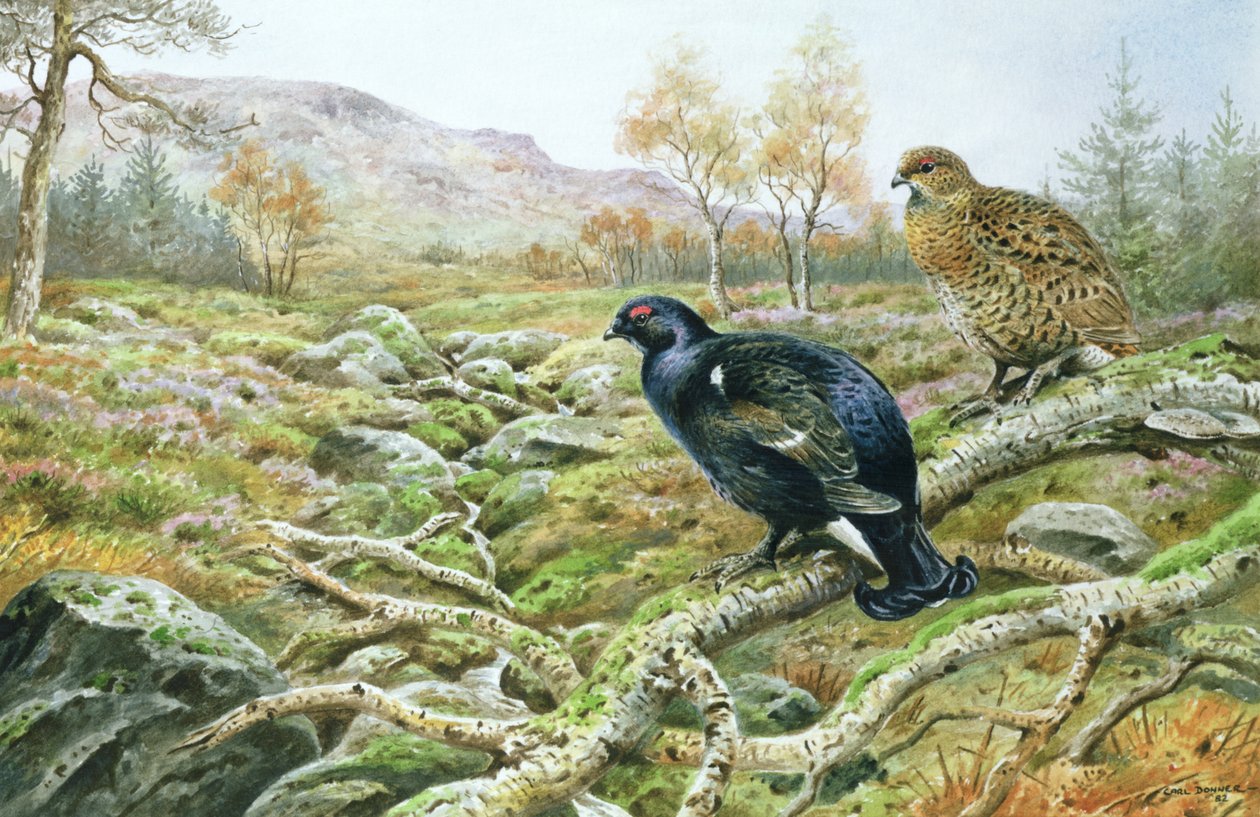 Bir Moor üzerinde Kara Orman Tavuğu by Carl Donner
