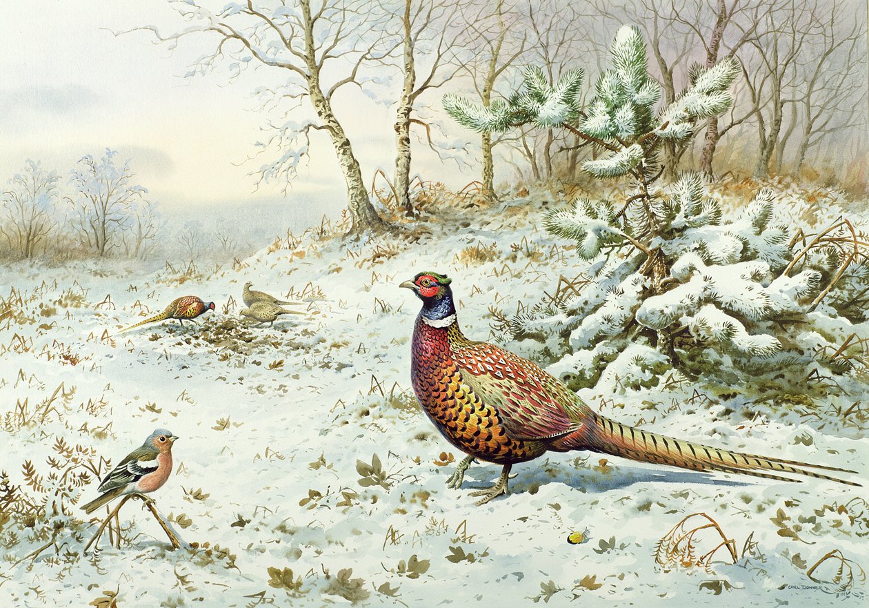Horoz Sülün ve İspinoz by Carl Donner