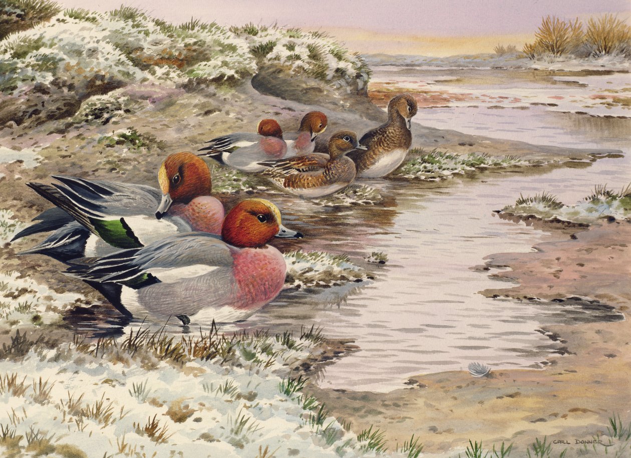 Yıkanan Gün Doğumu - Wigeon by Carl Donner