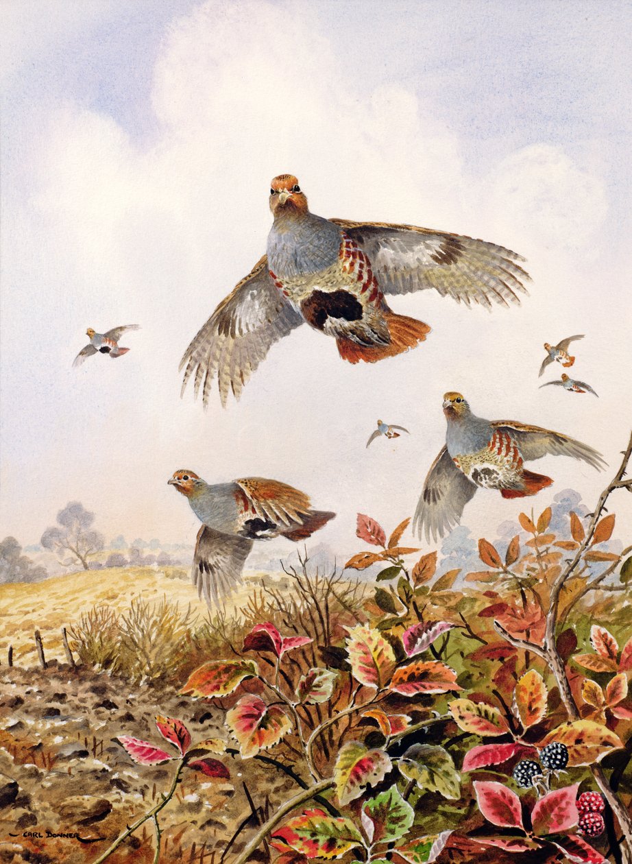 Kızarmış Keklikler by Carl Donner