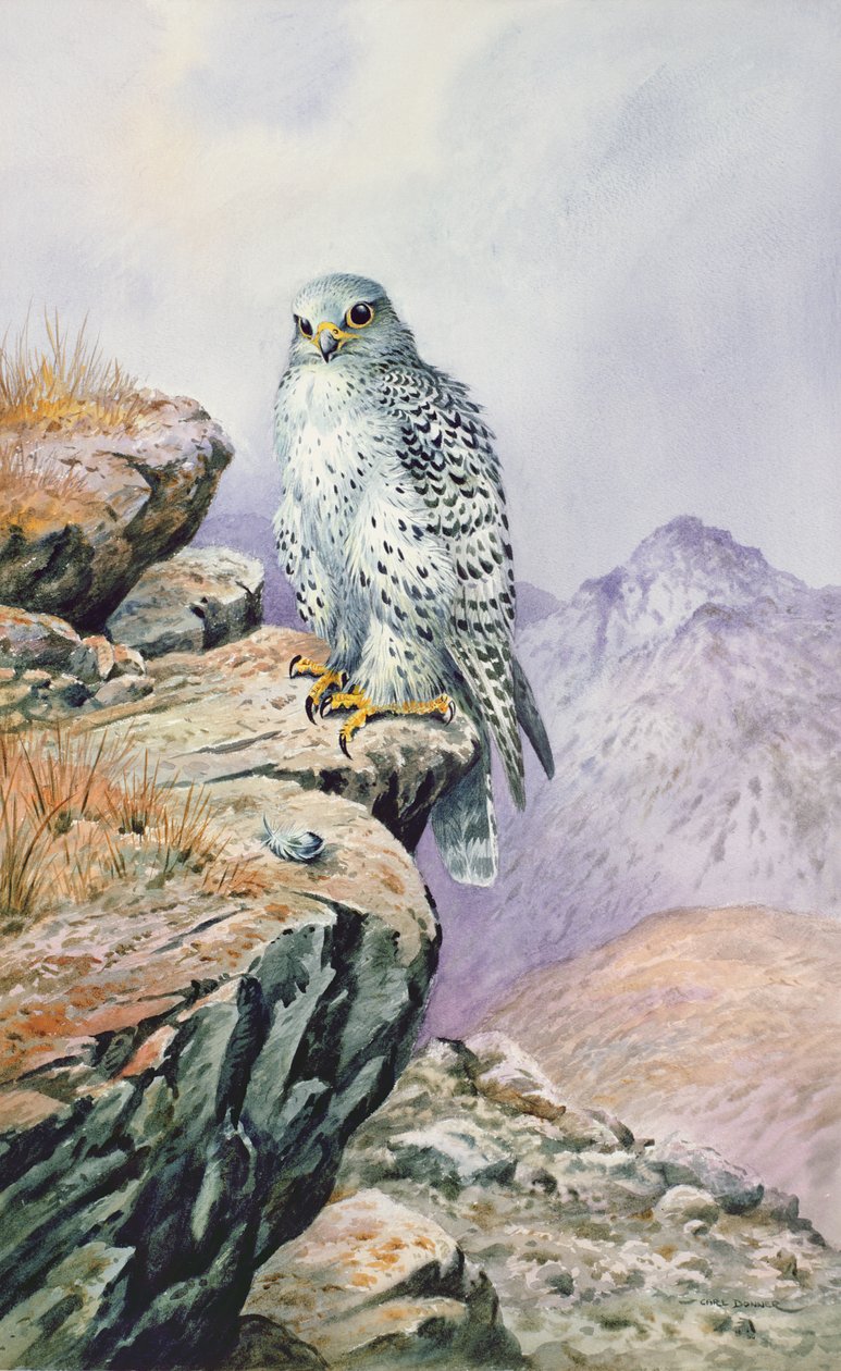 gyrfalcon by Carl Donner