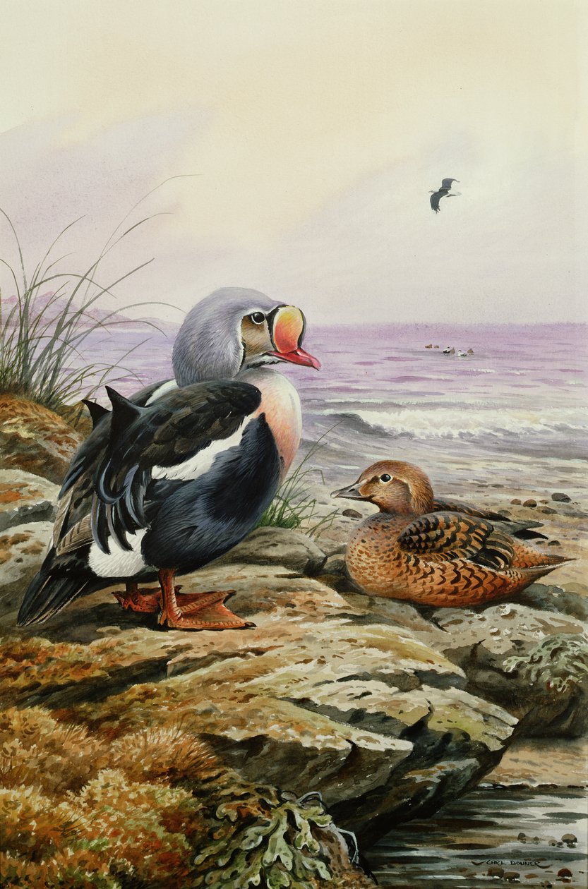 Kral Eider (tuvalet) by Carl Donner