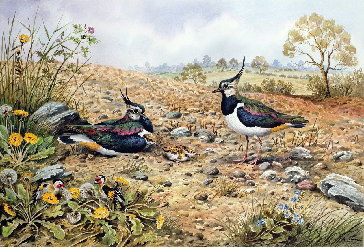 Saka Kuşu ile Lapwing Ailesi by Carl Donner