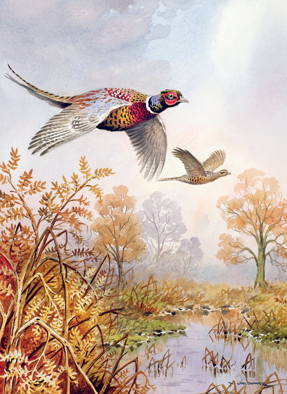 Fen üzerinde by Carl Donner