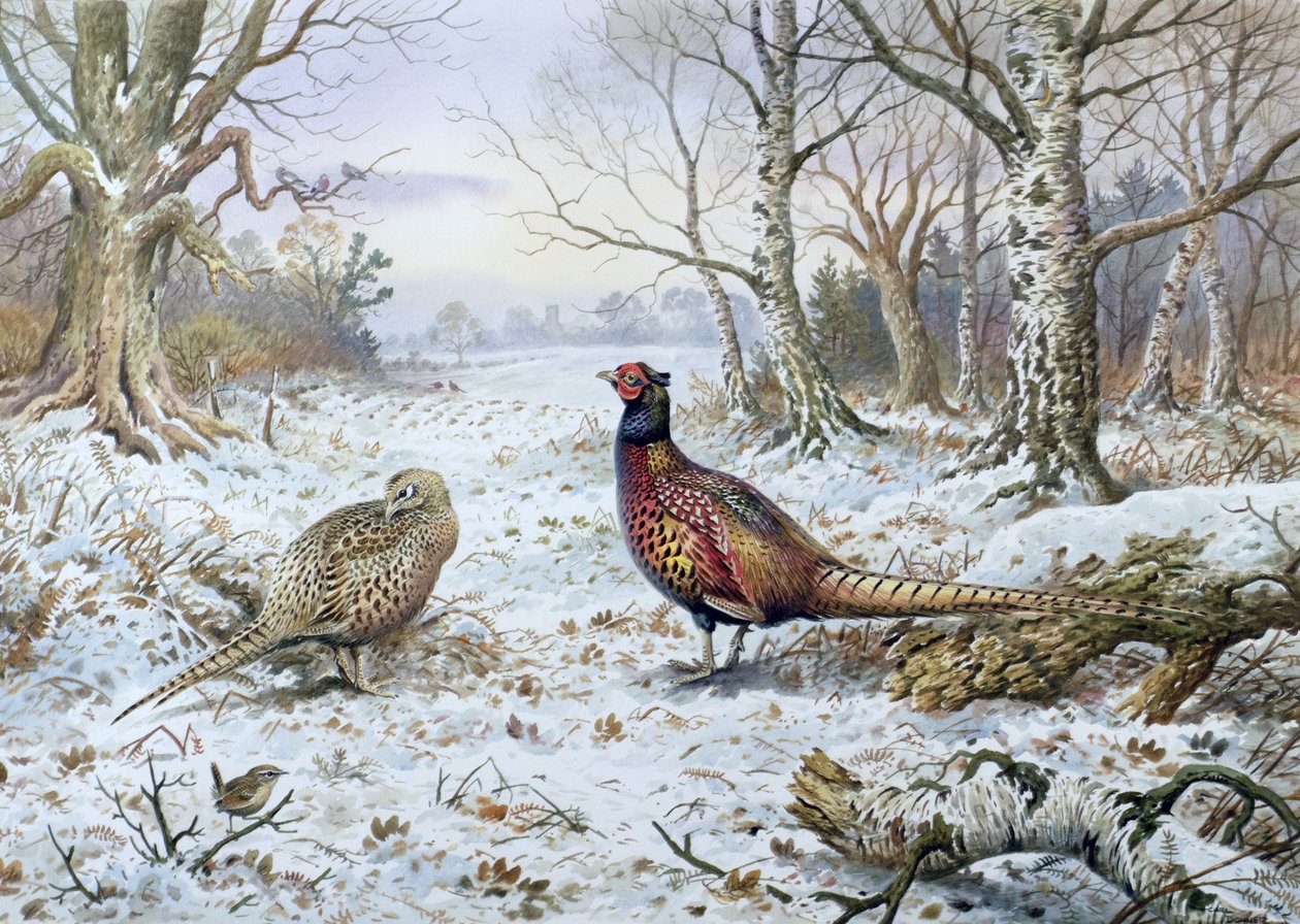 Bir Wren ile Sülün Çifti by Carl Donner