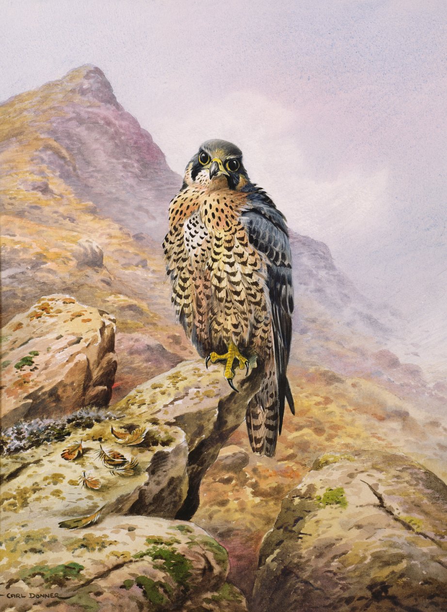 Alaca şahin by Carl Donner