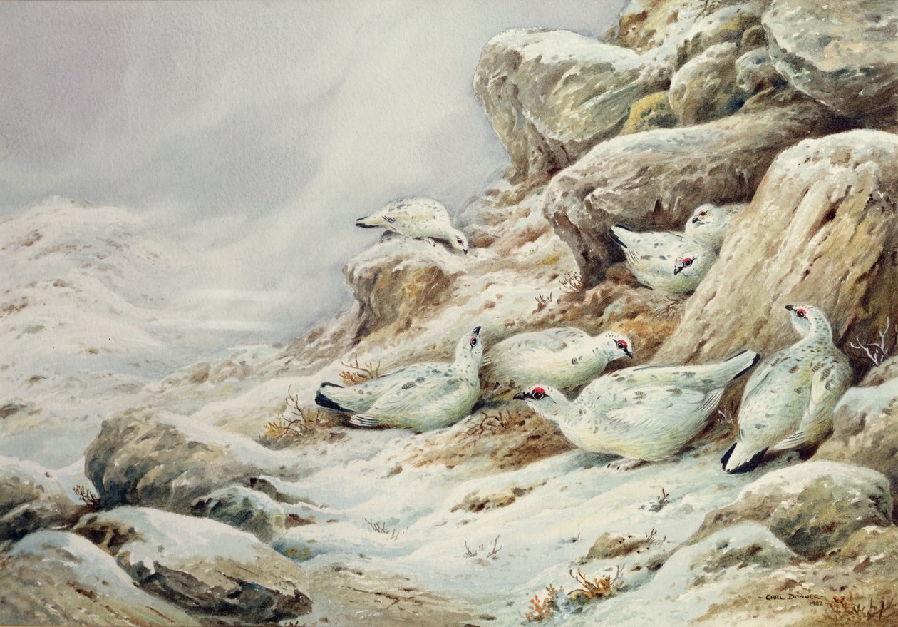 Karla kaplı manzarada Ptarmigan by Carl Donner
