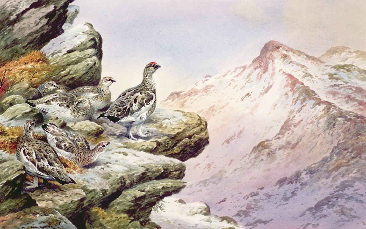 Yüksek Tepelerde Ptarmigan by Carl Donner