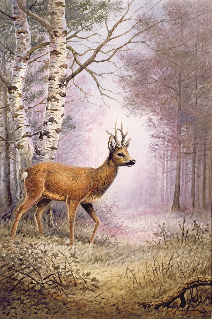 Karaca by Carl Donner