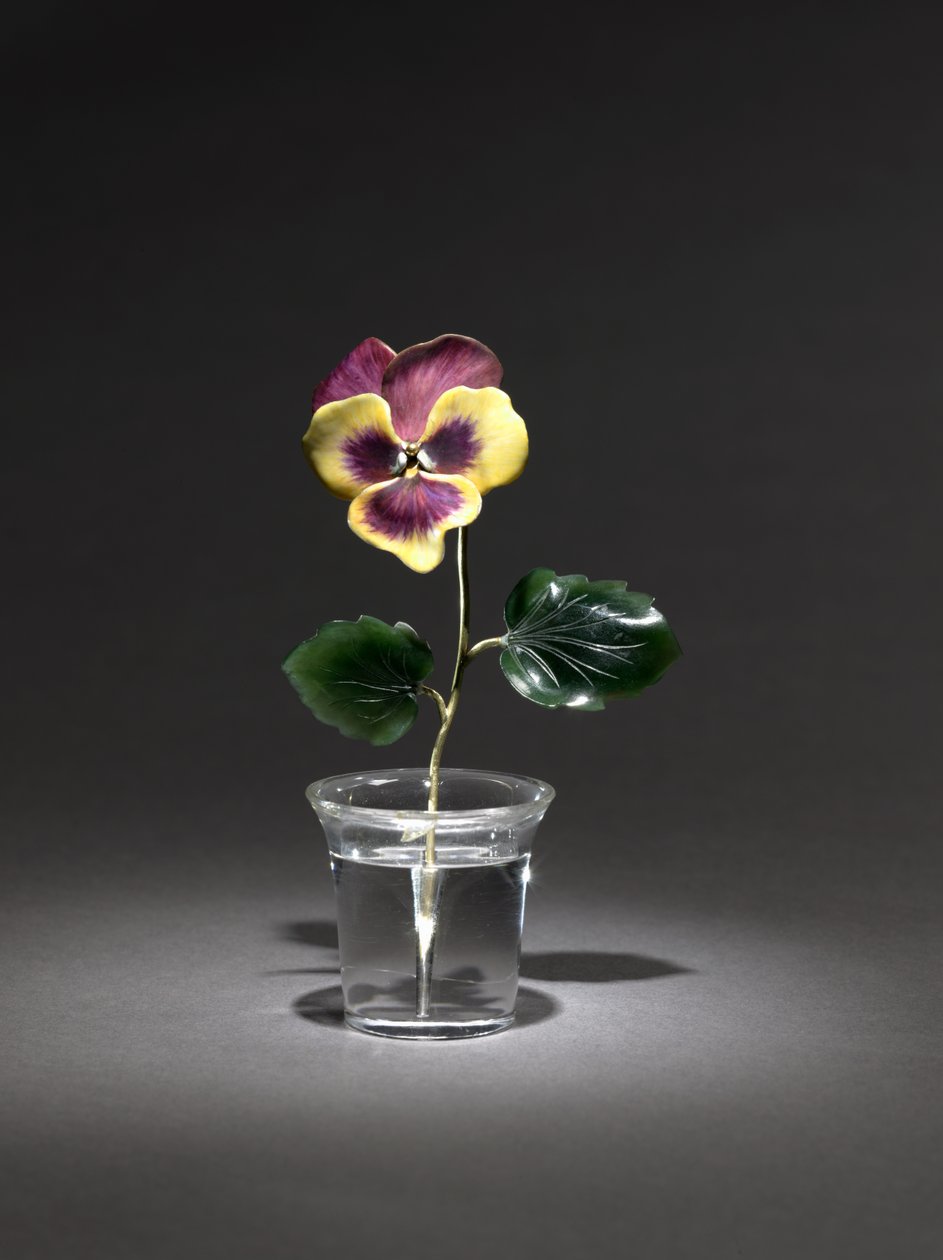 Pansy, 1800