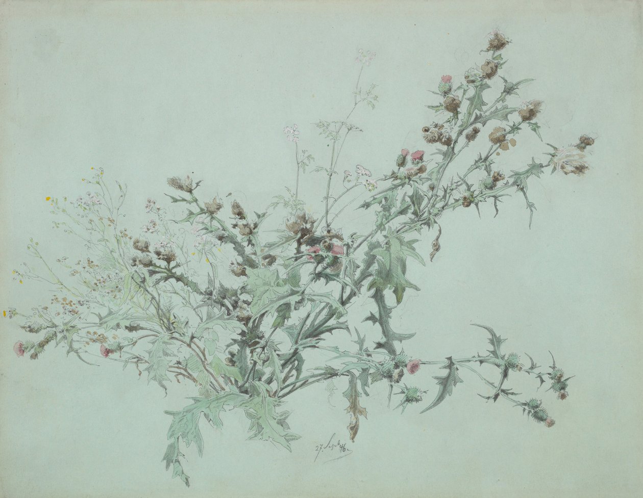 Çiçekli Devedikeni Çalışması, 1846. by Carl Georg Anton Graeb