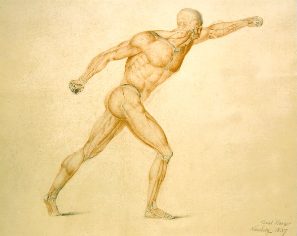 Tam Esnemede Bir Adamın Anatomik Kas Yapısı by Carl Haag