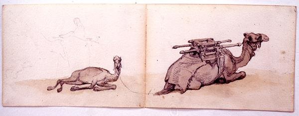 İki dromedary çizimi by Carl Haag