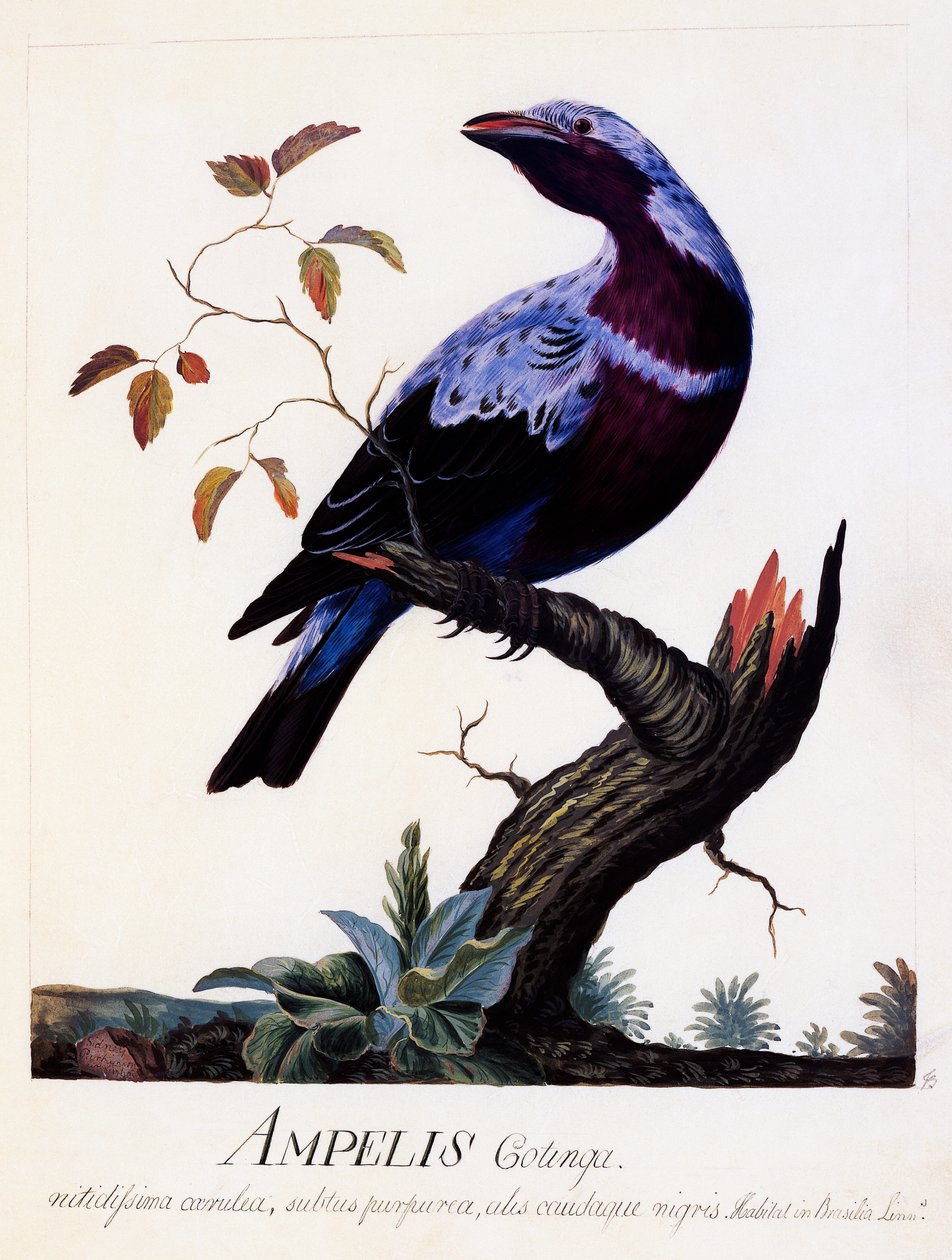 Ampelis cotinga (Cotinga cotinga), Mor göğüslü Cotinga, suluboya by Carl Linnaeus