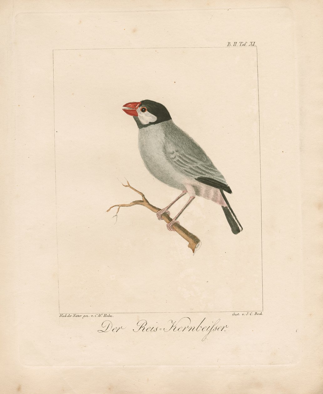 Java Pirinç İspinozu (elle boyanmış taşbaskı) by Carl Wilhelm Hahn