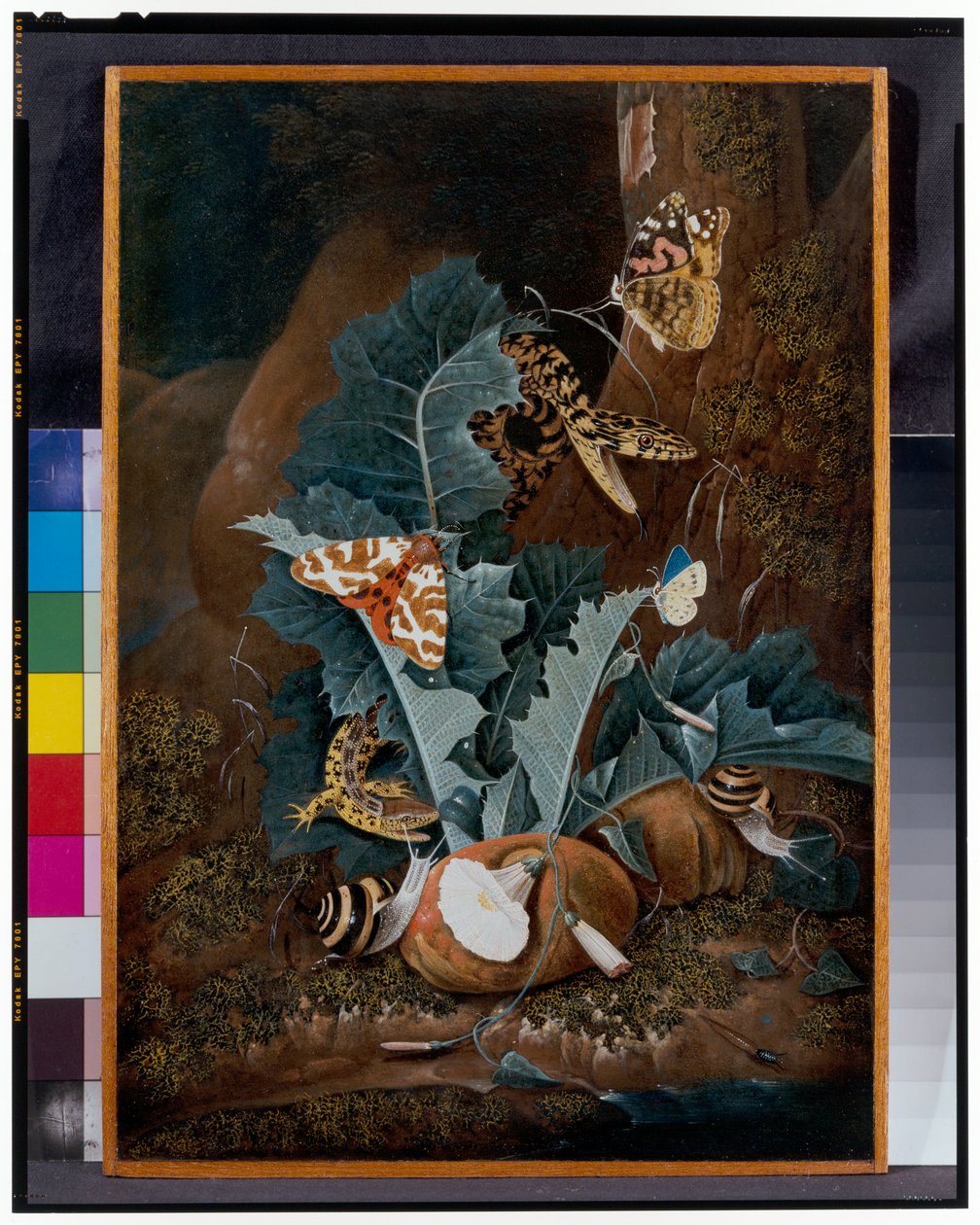 Salyangoz, Yılan, Kertenkele ve Kelebeklerle Orman Zemini Natürmort by Carl Wilhelm de Hamilton