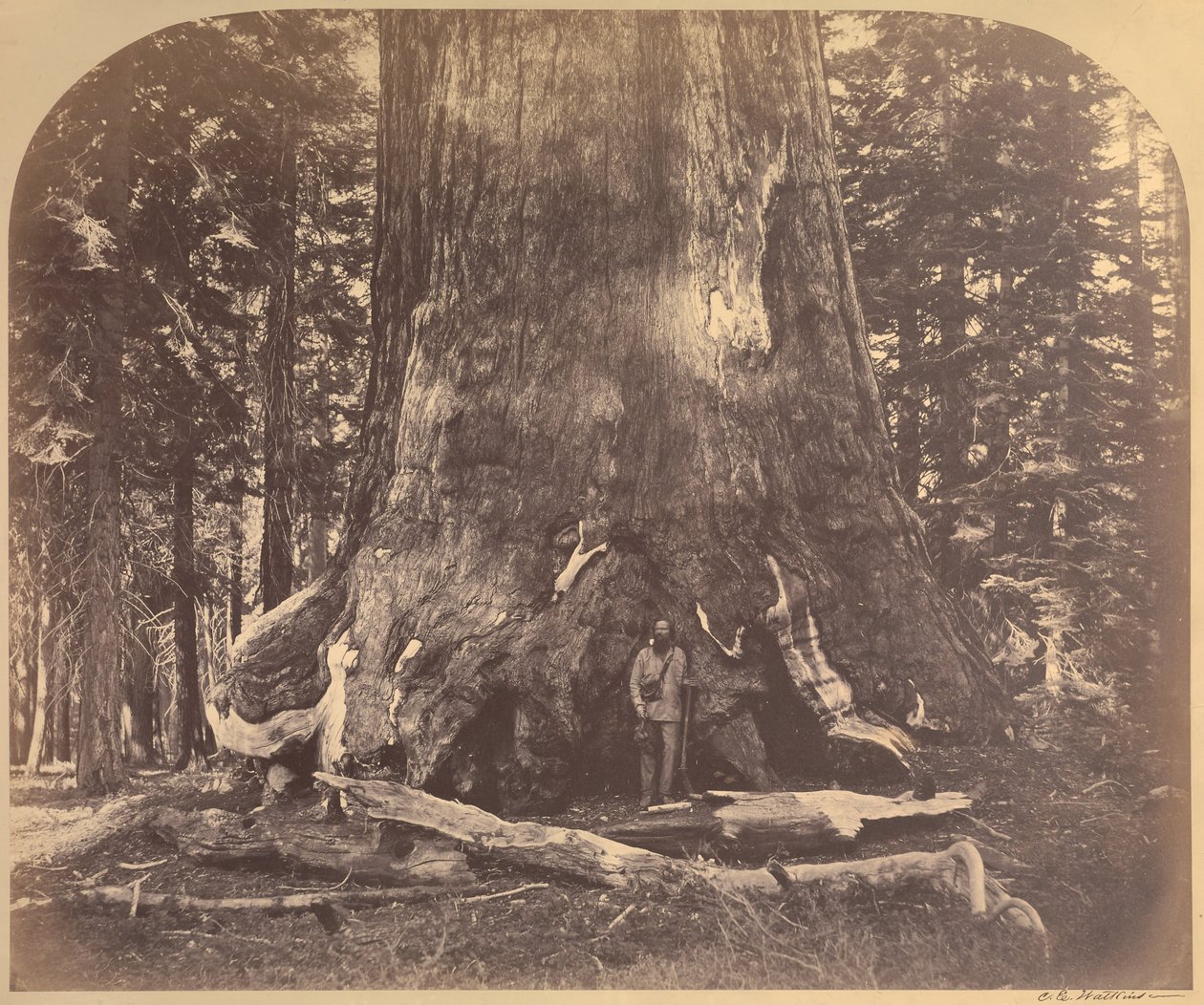 Boz Dev Bölümü, 33 Ayak Çapı, Mariposa Korusu, Yosemite, No. 111 by Carleton E. Watkins