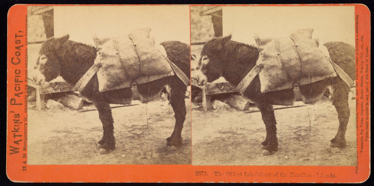 Farallone (sic) Adalarının En Eski Sakini. by Carleton E. Watkins