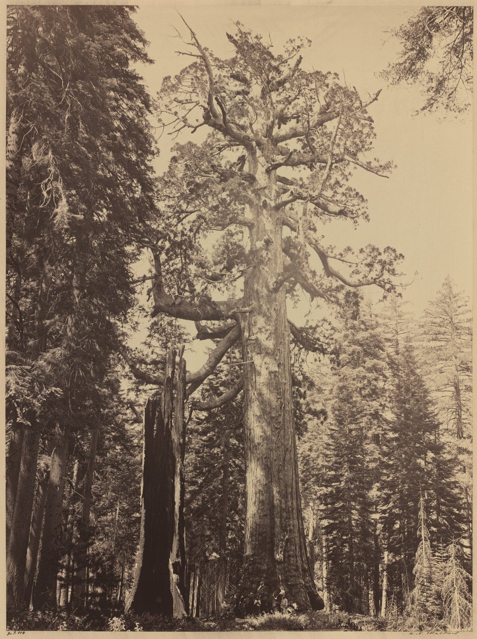 Boz Dev, Mariposa Korusu by Carleton E. Watkins