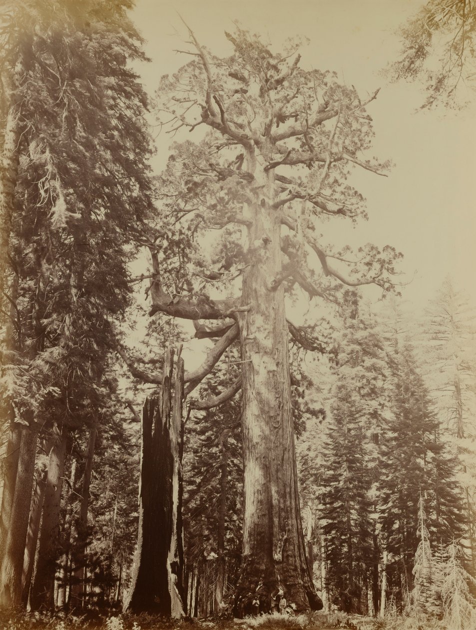  by Carleton E. Watkins