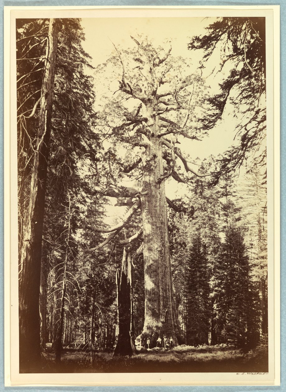 Boz Dev, Mariposa Korusu, Yosemite by Carleton E. Watkins
