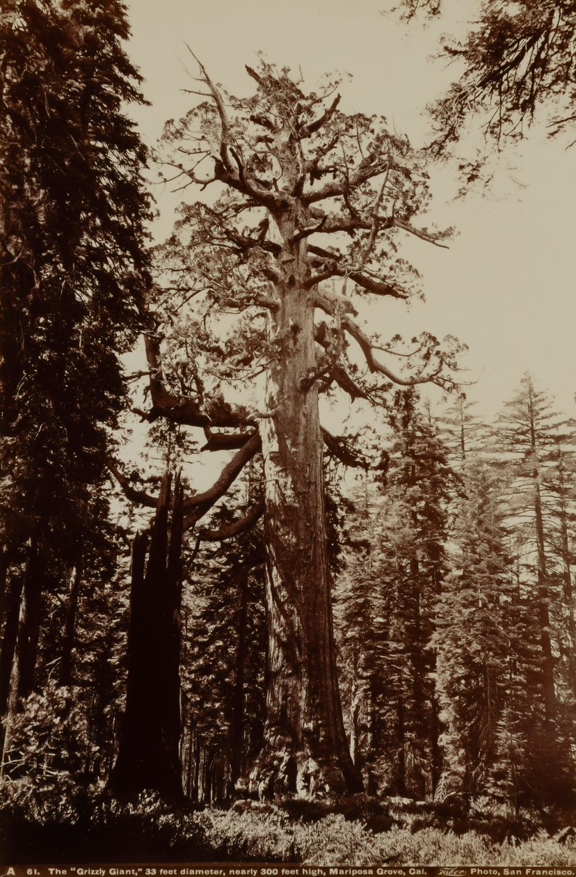  by Carleton E. Watkins