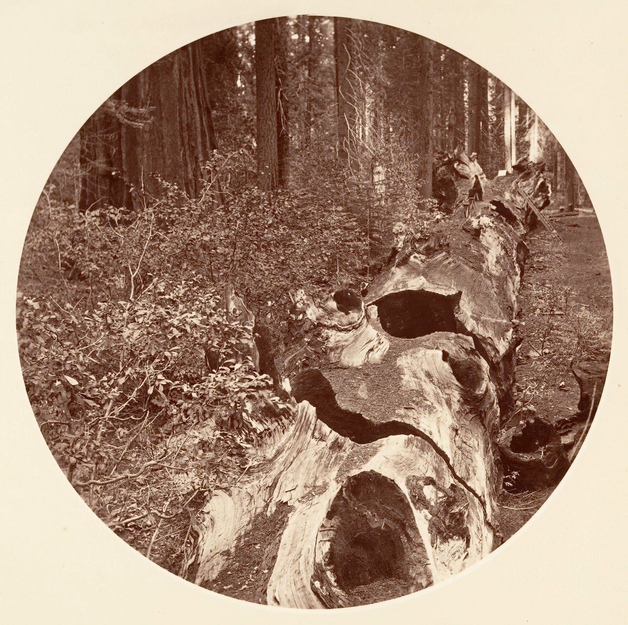 Auld Reckie - C. Grove, yaklaşık 1878. by Carleton Emmons Watkins