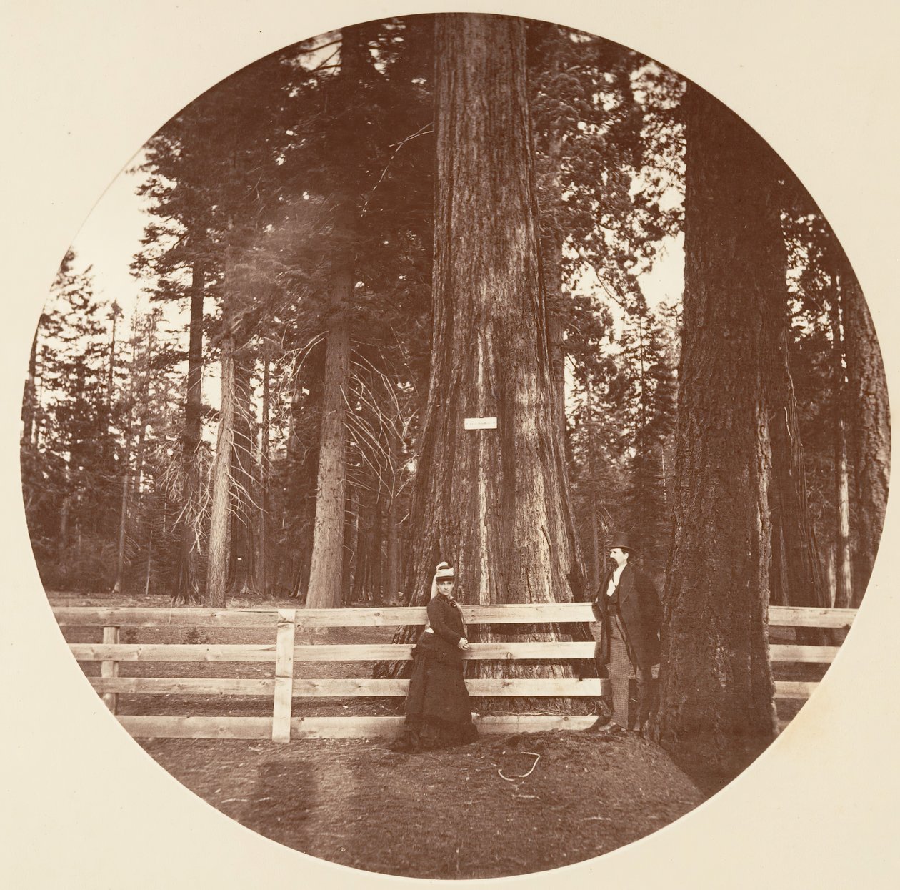 Auld Reckie. C. Koru, yaklaşık 1878. by Carleton Emmons Watkins