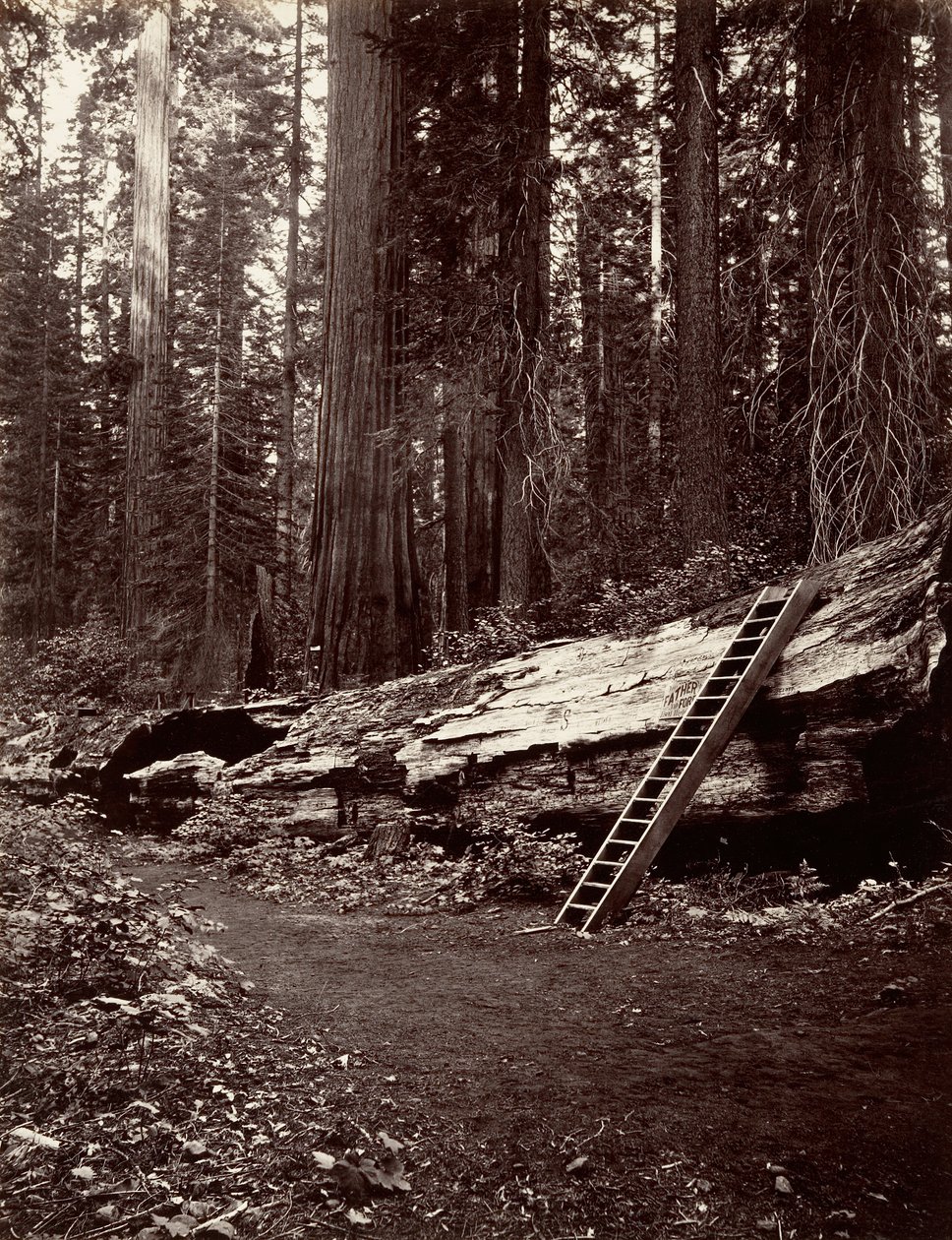 Ormanın Babası, 1865-66, basılmış ca. 1876. by Carleton Emmons Watkins