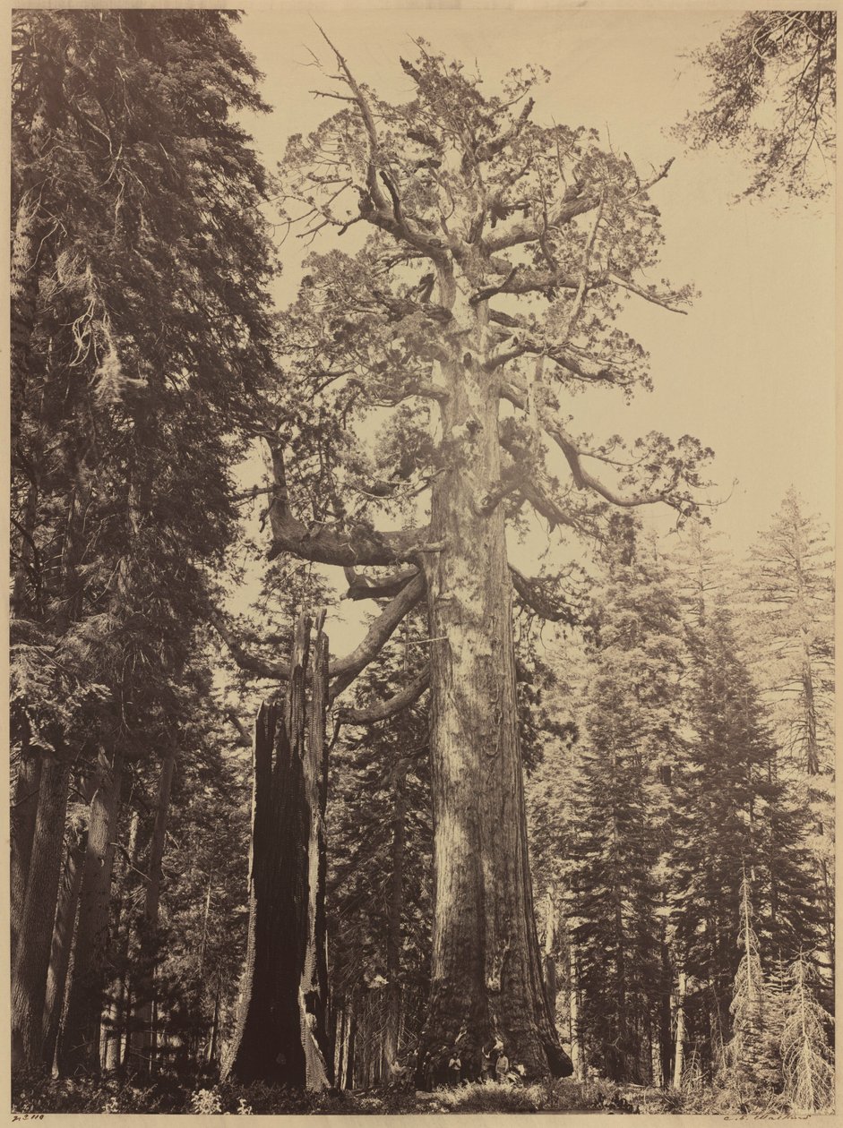  by Carleton Emmons Watkins