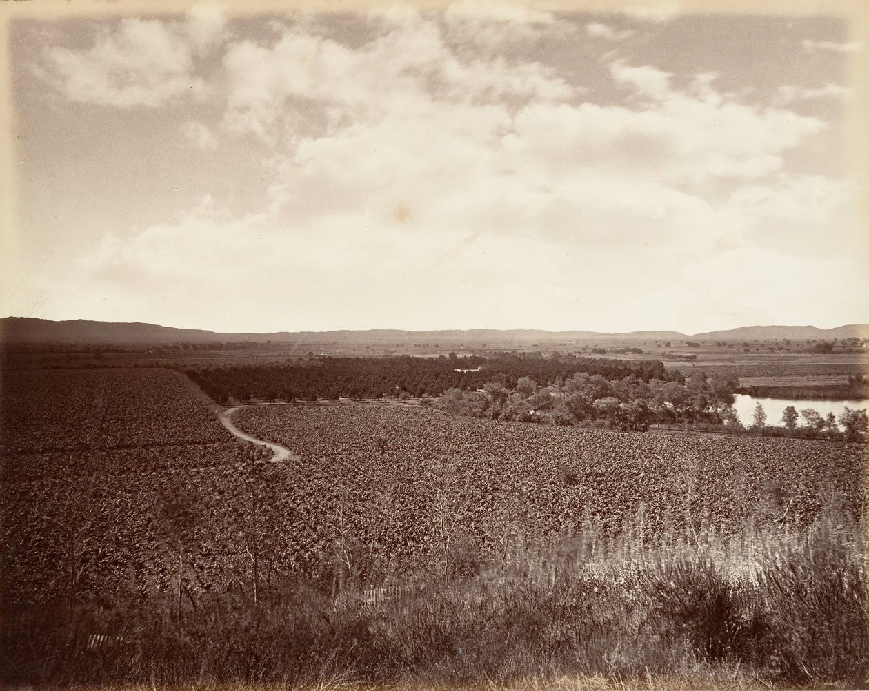 Lake Vineyard ve Orange Grove, Los Angeles, 1876, yaklaşık olarak basılmıştır. 1876. by Carleton Emmons Watkins
