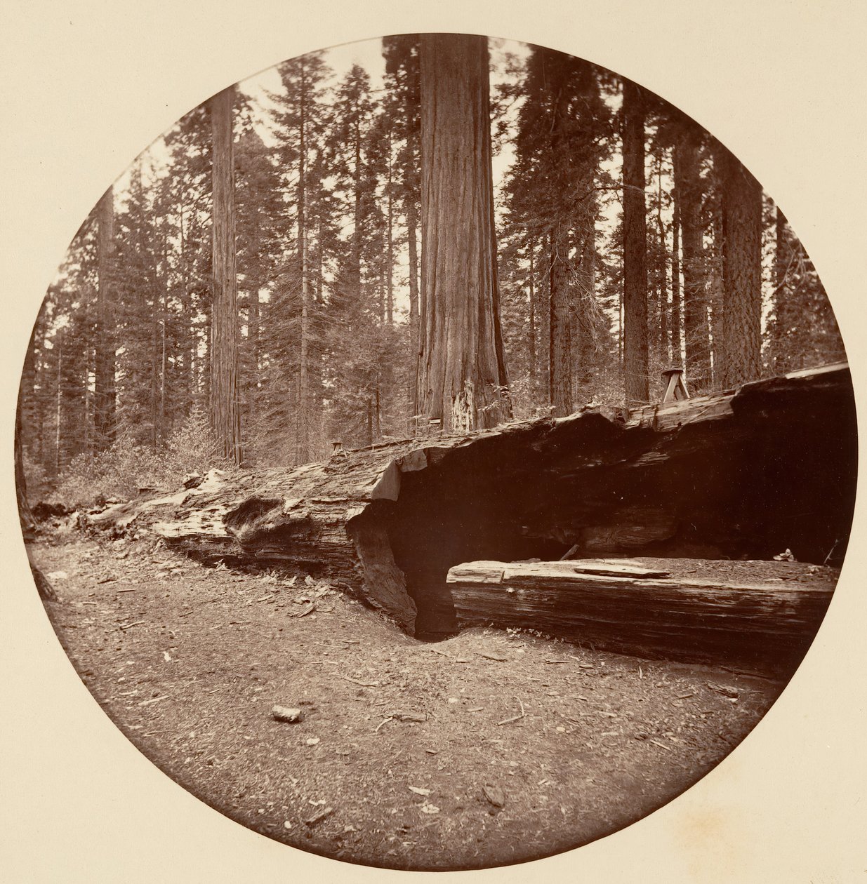 Mamut Three Grove Hotel Calaveras Co Cal., yaklaşık. 1878. by Carleton Emmons Watkins