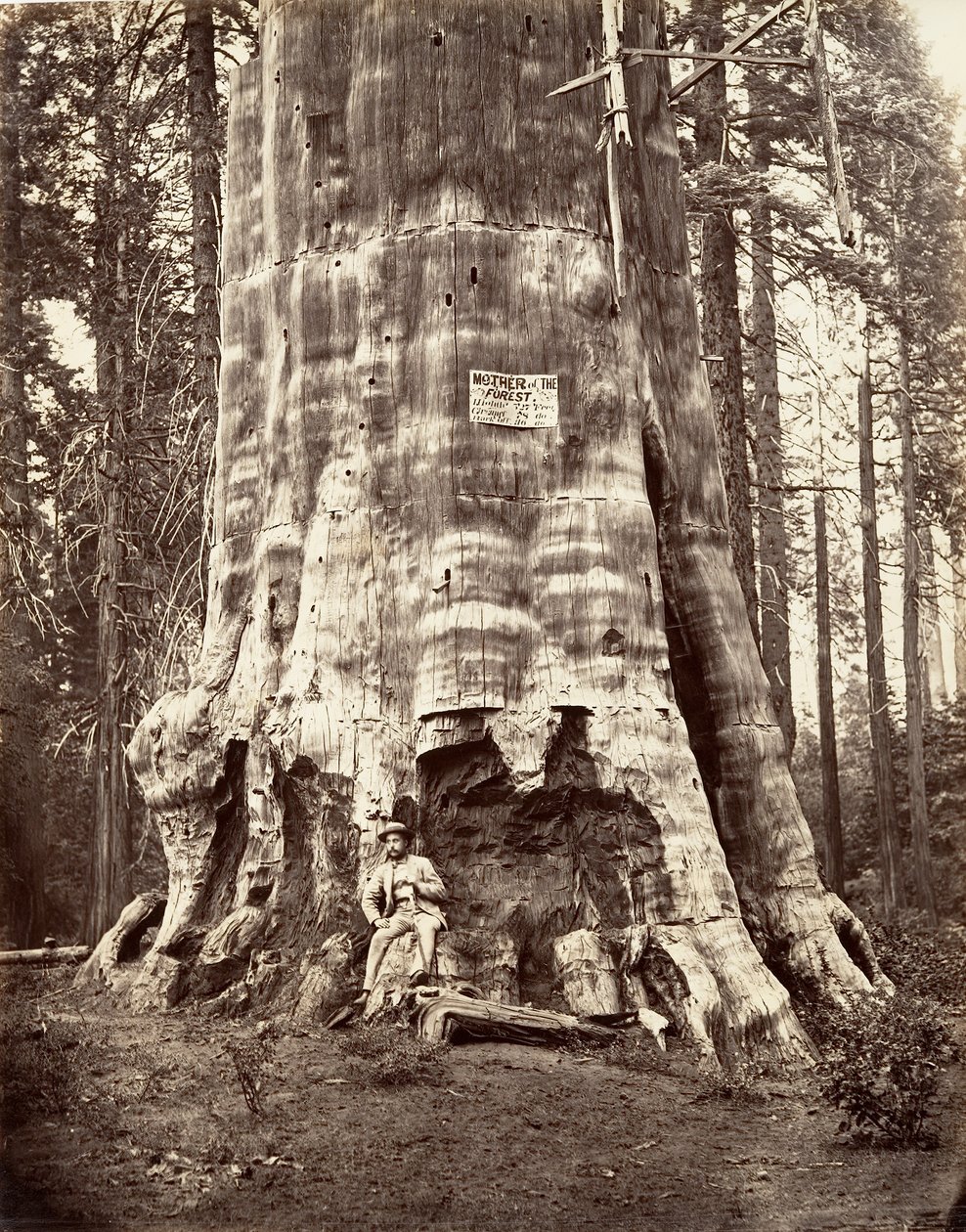 Ormanın Annesi, 1865-66, basılmış yaklaşık. 1876. by Carleton Emmons Watkins