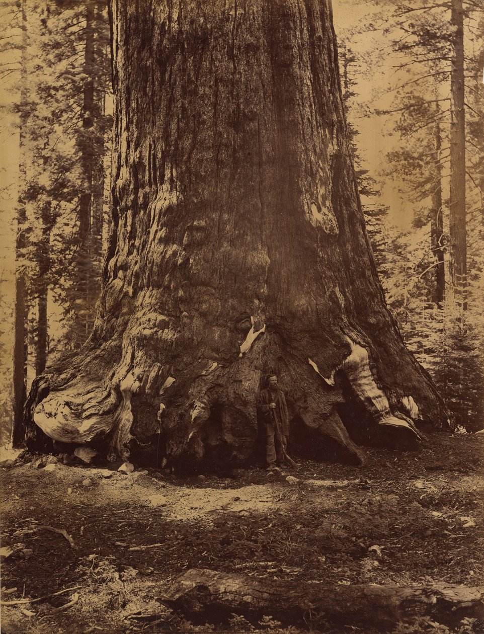 Grizzly Giant