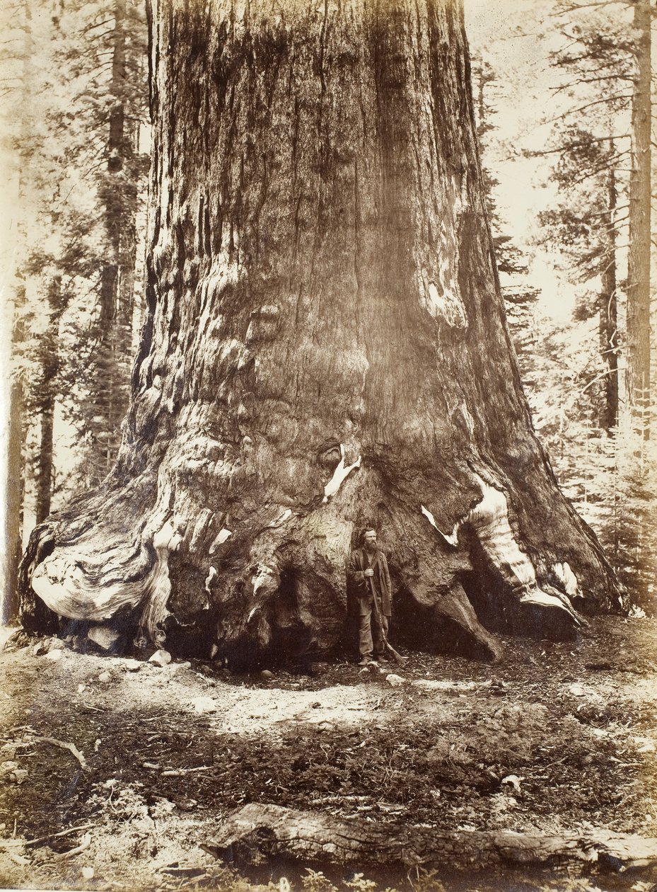 Grizzly Giant