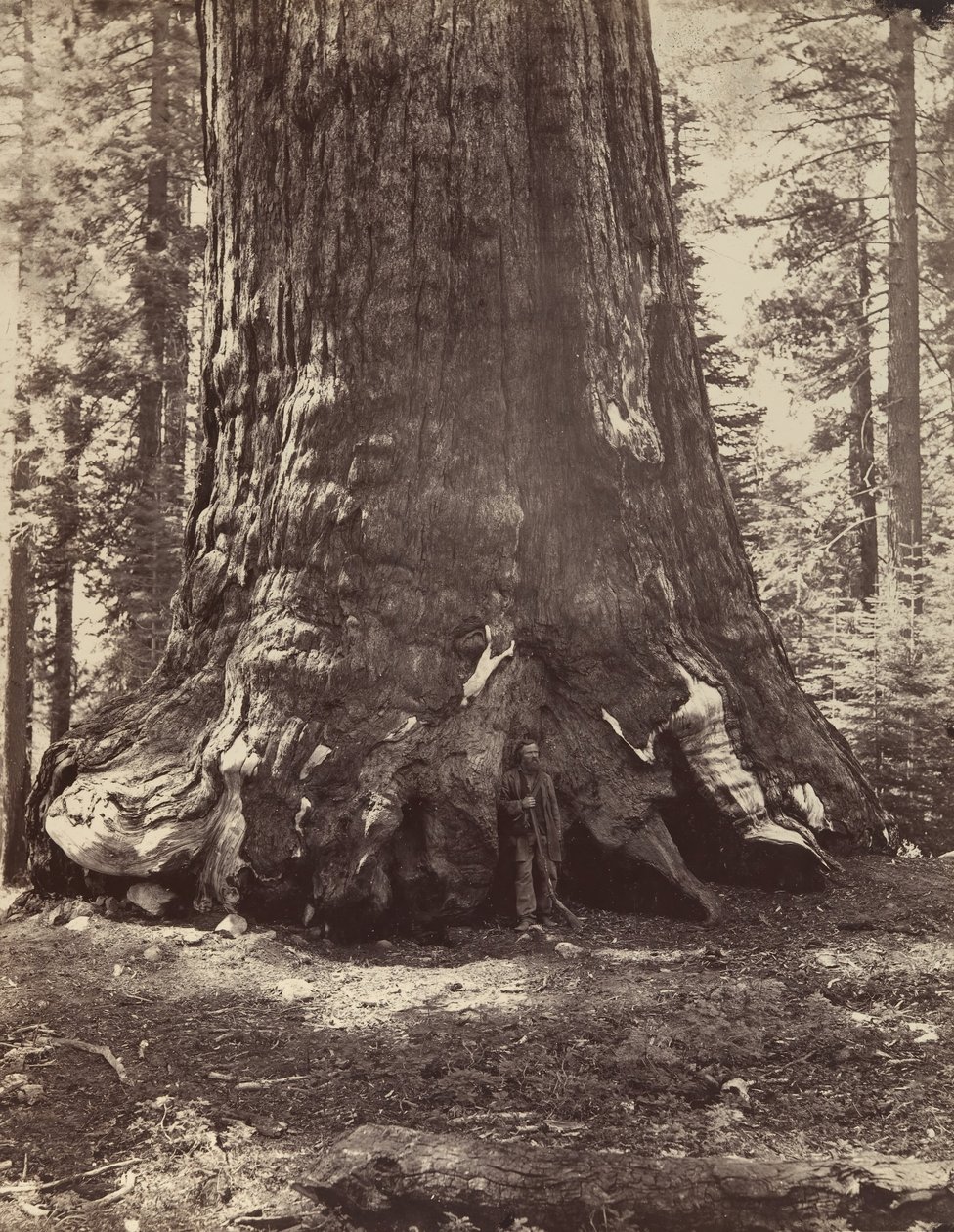 Grizzly Giant