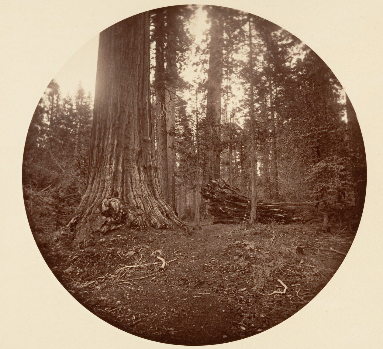 Ormanın Babası - C. Grove, ca. 1878. by Carleton Emmons Watkins