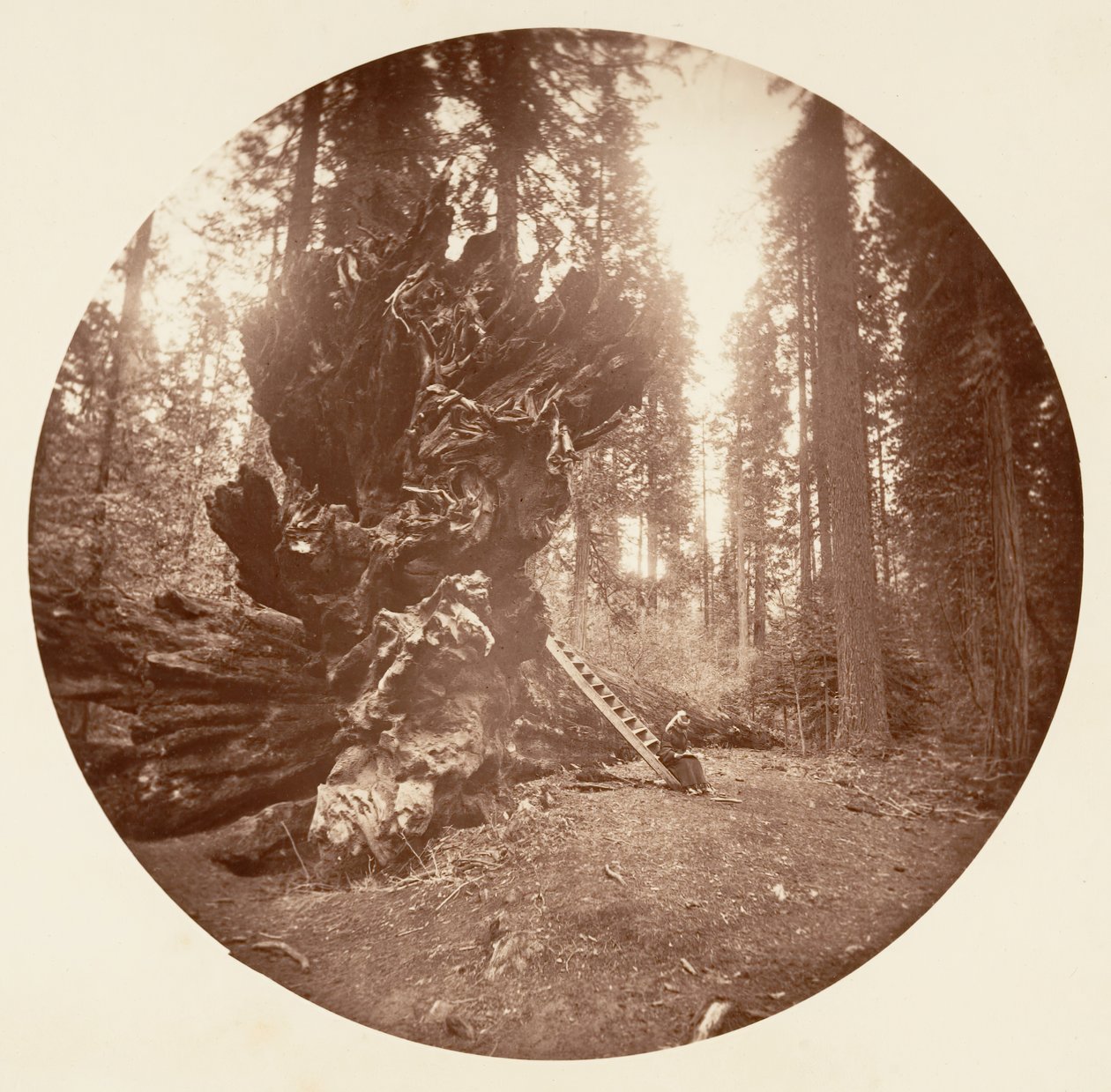 Ormanın Babası - Atın Arka Tarafı. Calaveras Korusu, yaklaşık 1878. by Carleton Emmons Watkins