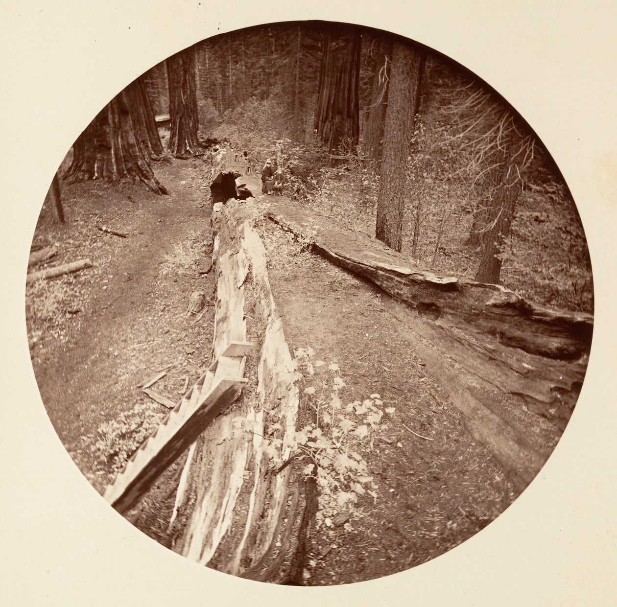 Ormanın Babası 450 Ft Uzun, C. Grove, ca. 1878. by Carleton Emmons Watkins