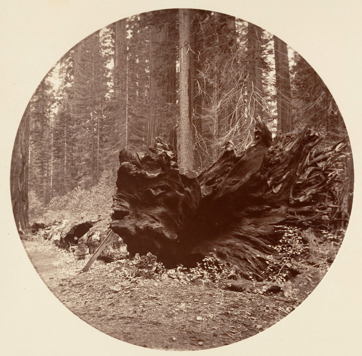Ormanın Babası 450 m C. Grove, yak. 1878. by Carleton Emmons Watkins